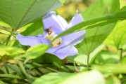 夢到養(yǎng)烏龜，寓意與感悟，夢到養(yǎng)烏龜，寓意與心靈感悟