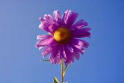 牡丹花園游戲注冊攻略，輕松入門，暢游花海！暢游牡丹花海，輕松注冊攻略，入門必備！