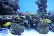 夢游深海之境——記一場巨大魚兒的夢境，夢游深海之境，巨大魚兒的夢境之旅
