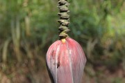 夢(mèng)到綠色的蛇，解讀夢(mèng)境中的神秘象征，綠色蛇的夢(mèng)境解讀，神秘象征的探索