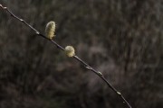 放飛夢(mèng)想——我的風(fēng)箏之夢(mèng)，放飛夢(mèng)想，我的風(fēng)箏之夢(mèng)