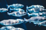 夢(mèng)境中的神秘生物——夢(mèng)到老虎與蛇的寓意