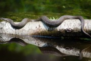 夢(mèng)到魚(yú)死了，深邃的夢(mèng)境與內(nèi)心的反思，夢(mèng)境中的魚(yú)逝去，深邃的心靈反思