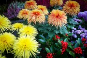 橙光游戲免費(fèi)獲得鮮花，一次意想不到的驚喜體驗(yàn)，橙光游戲中的鮮花交易，一次意想不到的游戲驚喜體驗(yàn)