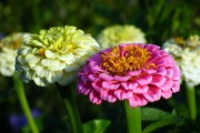 橙光游戲，免費(fèi)的鮮花與玩家的熱情盛宴，橙光游戲，免費(fèi)鮮花與熱情盛宴