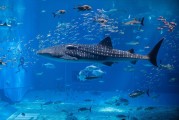 夢中水世界，魚群涌動的奇幻之旅，夢中水世界，奇幻魚群涌動的夢境之旅