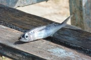 夢(mèng)到抓到魚(yú)，寓意與解讀，夢(mèng)到抓到魚(yú)的寓意與解讀