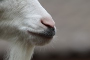 $[city_name]動物醫(yī)學(xué)本科分?jǐn)?shù)山東_動物醫(yī)學(xué)山東有哪些學(xué)校