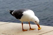 夢(mèng)游海洋之夢(mèng)——我的活蝦夢(mèng)境之旅