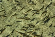 夢中的水世界，魚群涌動的奧秘，夢中的水世界，魚群涌動的奧秘之旅
