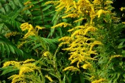 夢(mèng)到黃花，寓意與解讀，夢(mèng)到黃花的寓意與解讀