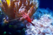 夢(mèng)游水族世界，魚(yú)與蝦的神秘夢(mèng)境，夢(mèng)游水族世界的神秘夢(mèng)境，魚(yú)與蝦的奇幻之旅