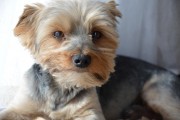如何輕松注冊CKU，開啟你的犬類生涯，輕松開啟犬類生涯，CKU注冊指南