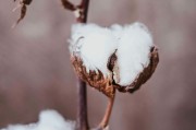 如何看待短纖期貨不能購買的情況？背后的原因和影響是什么？
