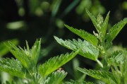 繽紛盆栽會員注冊攻略，輕松開啟綠色生活之旅，解鎖綠色生活，繽紛盆栽會員注冊全攻略