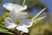 夢(mèng)到種花，生命之花的啟示，夢(mèng)種生命之花，啟示與成長之旅