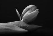 夢(mèng)中的白色老鼠，神秘之夢(mèng)的解讀