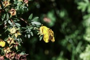 夢到花園，心靈的綠洲與生命的交響，夢中的花園，心靈的綠洲與生命的交響