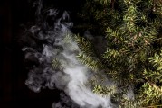 蒸汽朋克風格的植物大戰(zhàn)僵尸，植物刺客，一款無需付費的游戲，蒸汽朋克植物戰(zhàn)爭僵尸，免費游戲帶你體驗末日生存