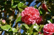 夢(mèng)中的桑葚——一段甜蜜的回憶，夢(mèng)中的桑葚，甜蜜回憶的果實(shí)