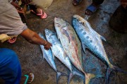 夢中尋魚，一次奇妙的捕魚經(jīng)歷，夢中尋魚，一次奇妙的捕魚之旅