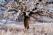 夢中的雪舞，一場飄灑的冬日之夢，夢中的雪舞，飄灑的冬日之夢