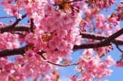 春天的櫻花季，Sakura櫻花免費(fèi)游戲的探索之旅，櫻花之謎，一場春季的櫻花探索之旅