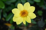 夢(mèng)中的綠色植物，生命的啟示與心靈的滋養(yǎng)，夢(mèng)中的綠色植物，生命的啟示與心靈的滋養(yǎng)
