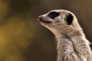 劍齒虎，一款無需付費的動物戰(zhàn)斗冒險游戲，劍齒虎，無限制免費動物戰(zhàn)斗冒險游戲