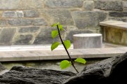 夢(mèng)到綠草，生命的希望與心靈的慰藉，夢(mèng)境綠草，生命的希望與心靈的慰藉