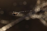 夢到頭皮屑，一次關(guān)于自我認(rèn)知的探索