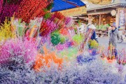 夢(mèng)中的甜蜜之旅——買糖的夢(mèng)境，夢(mèng)中的甜蜜之旅，買糖的夢(mèng)境