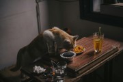 夢(mèng)中奇遇，我生下了一只貓