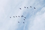 飛翔的夢(mèng)想——夢(mèng)到變成鳥(niǎo)的奇妙體驗(yàn)