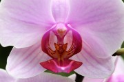 探索蘭花的世界，一款包含蘭花種類的免費(fèi)游戲下載，蘭花世界，探索和解鎖蘭花的高清游戲下載