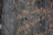 夢(mèng)到抓鳥，寓意與解讀，夢(mèng)到抓鳥，寓意與解讀
