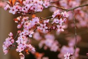 夢中的開花樹，生命的啟示與美好，夢中的開花樹，生命的啟示與美好
