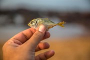 夢(mèng)到釣到魚(yú)，寓意與解讀，夢(mèng)到釣到魚(yú)的寓意與解讀