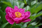 花啦花啦注冊(cè)難題解析，常見(jiàn)問(wèn)題及解決方案，花啦花啦注冊(cè)攻略，常見(jiàn)問(wèn)題解答與解決方案