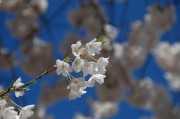 夢(mèng)到花開(kāi)，生命的綻放與希望的啟示，夢(mèng)到花開(kāi)，生命的綻放與希望的啟示