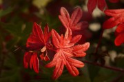 孕婦夢(mèng)到西紅柿的寓意與解讀，孕婦夢(mèng)到西紅柿的象征意義與解讀