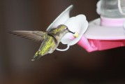蜂鳥配送注冊(cè)攻略，輕松開啟您的蜂鳥配送之旅，蜂鳥配送注冊(cè)指南，輕松起步您的配送生涯