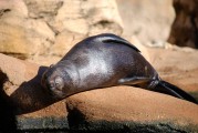 大魚吃小魚免費(fèi)版游戲帶你暢游捕魚海洋，大魚吃小魚，免費(fèi)捕魚海洋體驗
