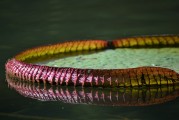 免費植物大戰(zhàn)僵尸游戲——讓你享受無盡的種植與保衛(wèi)的樂趣，全球最經(jīng)典的免費植物防御策略游戲，植物大戰(zhàn)僵尸