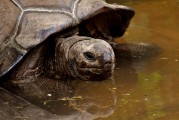 夢中釣魚奇遇，釣到神秘烏龜?shù)钠婊弥茫瑝糁嗅烎~奇遇，釣到神秘烏龜?shù)钠婊弥? title=