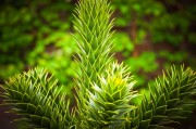 虛擬世界中的植物游戲免費體驗——探討其價值與影響，虛擬世界，植物游戲的娛樂價值及其對社會的影響
