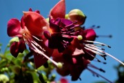 紅塵免費(fèi)游戲，讓夢想在指尖綻放，實(shí)現(xiàn)夢想，只需指尖輕輕一抹，紅塵的游戲?qū)呦蜉x煌