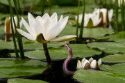 草莓之夢(mèng)，一場(chǎng)甜蜜的幻游，草莓之夢(mèng)，甜蜜幻游的旅程