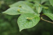 立秋節(jié)氣已過，國內大豆需求能否提升？