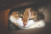 女人夢(mèng)到被貓抓傷手，解讀與解析